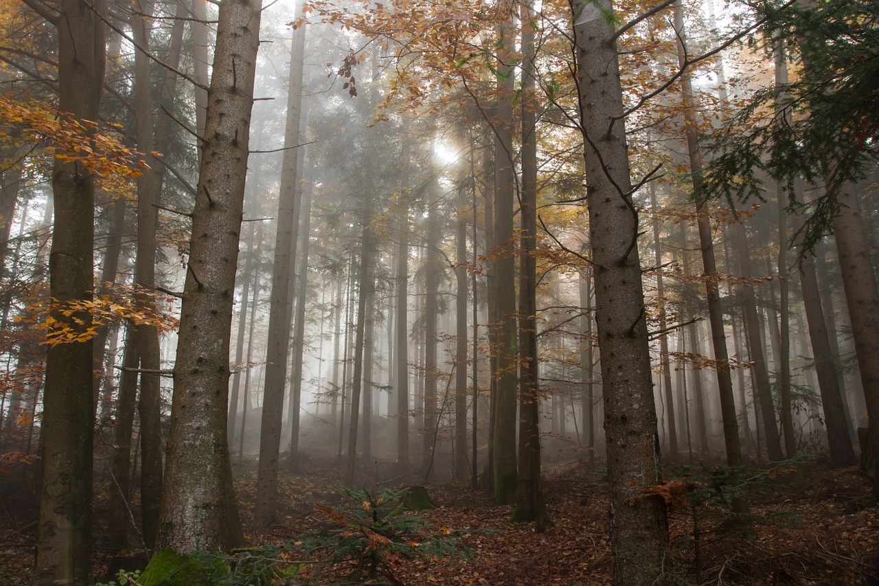 fall, fog, colorful leaves-1127616.jpg